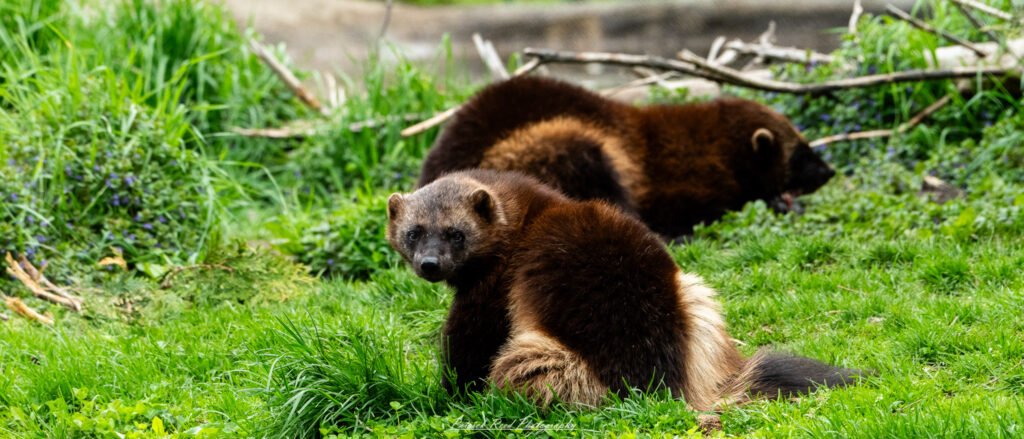 Wolverine exploring rocky terrain in naturalistic enclosure at the Detroit Zoo